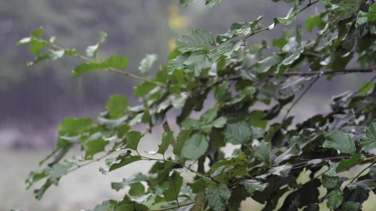 Video Stock Rain Falling In Slow Motion Live Wallpaper Free