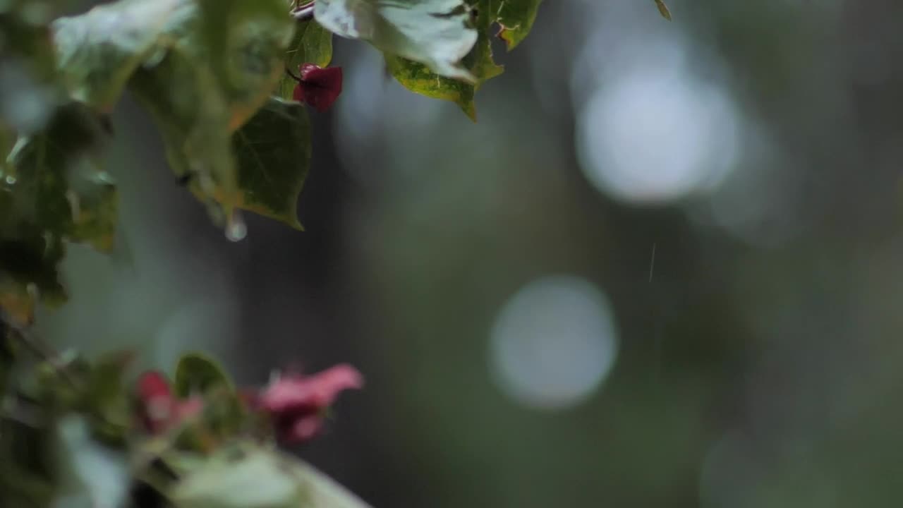 Video Stock Rain In The Wild Live Wallpaper Free