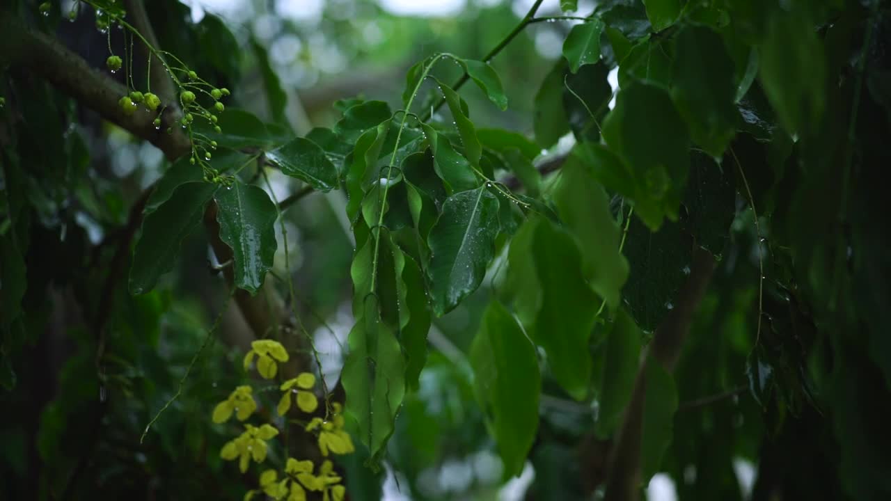 Video Stock Rain Wetting The Leaves Of A Tree In The Garden Live Wallpaper Free