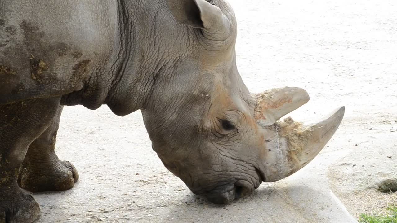 Free Stock Video Rhinoceros In A Zoo Live Wallpaper