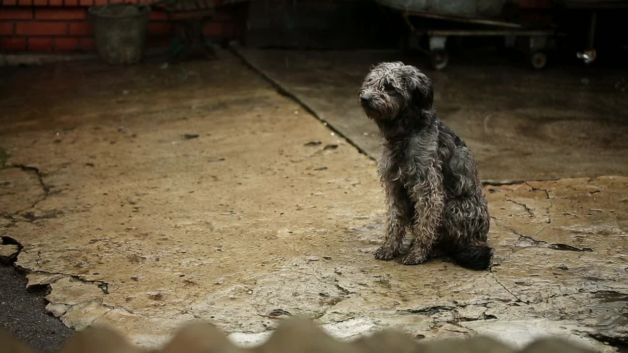 Free Stock Video Sad Hungry Dog Getting Wet In The Rain Live Wallpaper