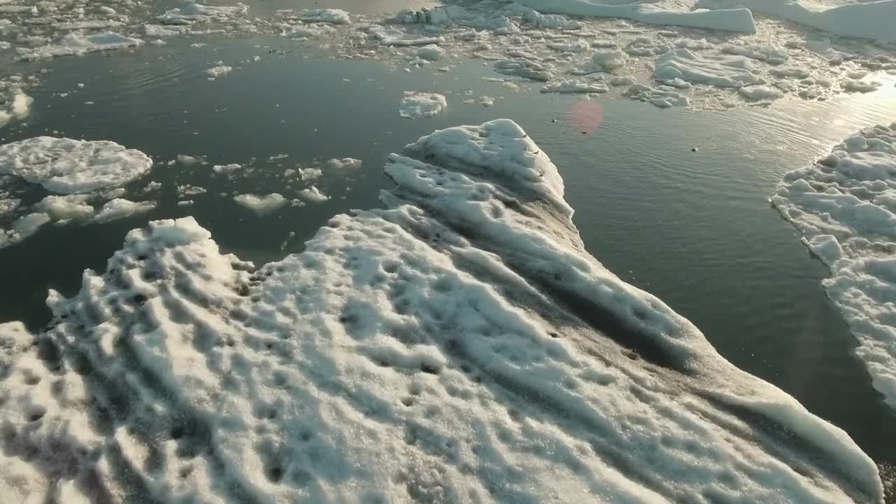 Free Stock Video Seals Swimming In Water Covered With Ice Live Wallpaper