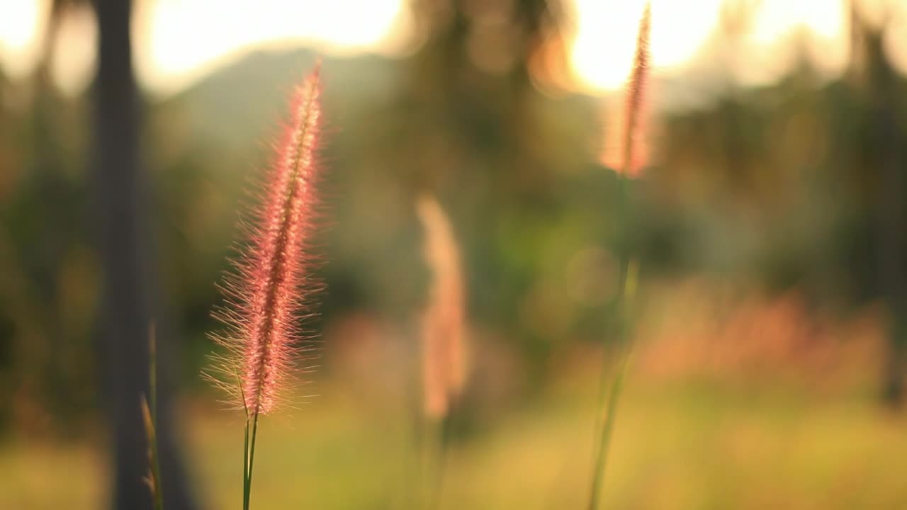 Free Stock Video Shallow Focus Of A Field In Autumn Live Wallpaper