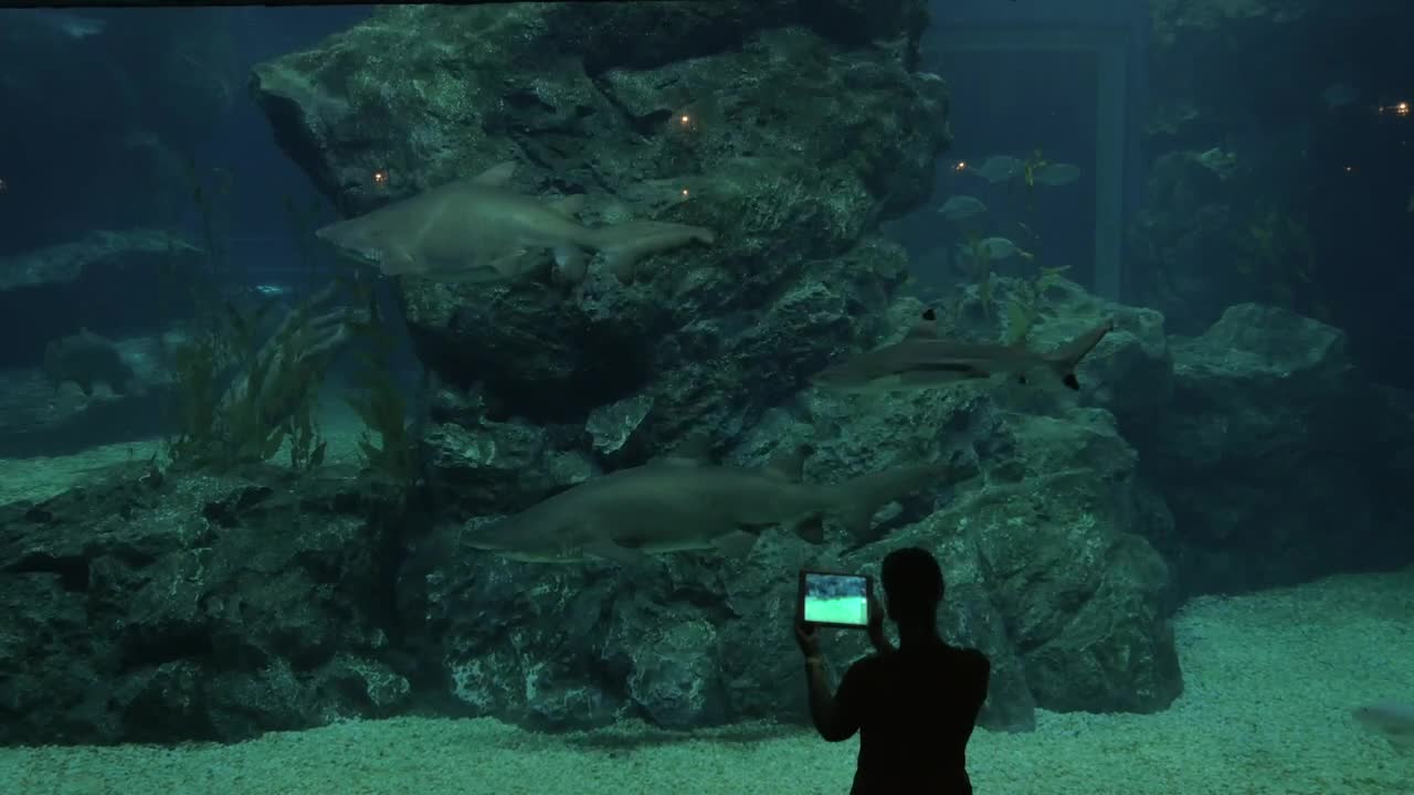 Free Stock Video Sharks In A Large Tank  LargeLive Wallpaper