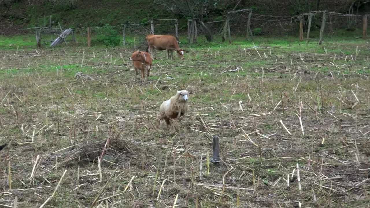 Free Stock Video Sheep And Calf Cow Fighting In The Field Live Wallpaper