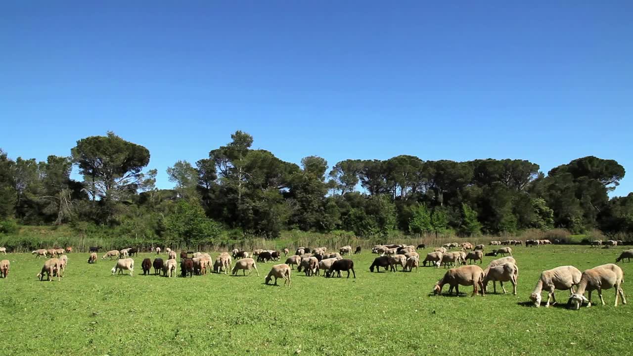 Free Stock Video Sheep Grazing On The Farm Live Wallpaper