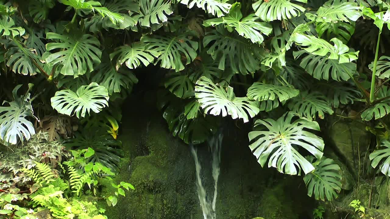 Free Video Stock Small Waterfall Between Plants Live Wallpaper
