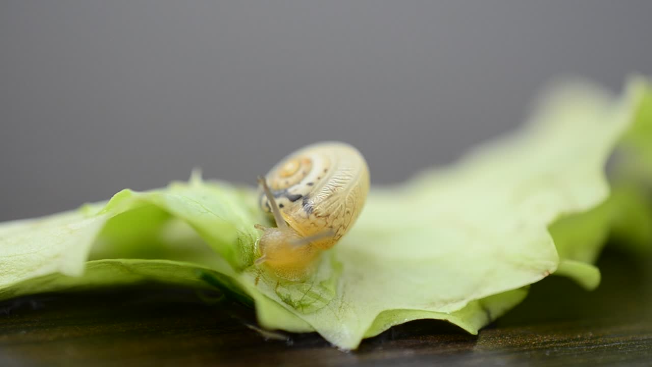 Free Video Stock Snail Moving Over A Leaf Live Wallpaper