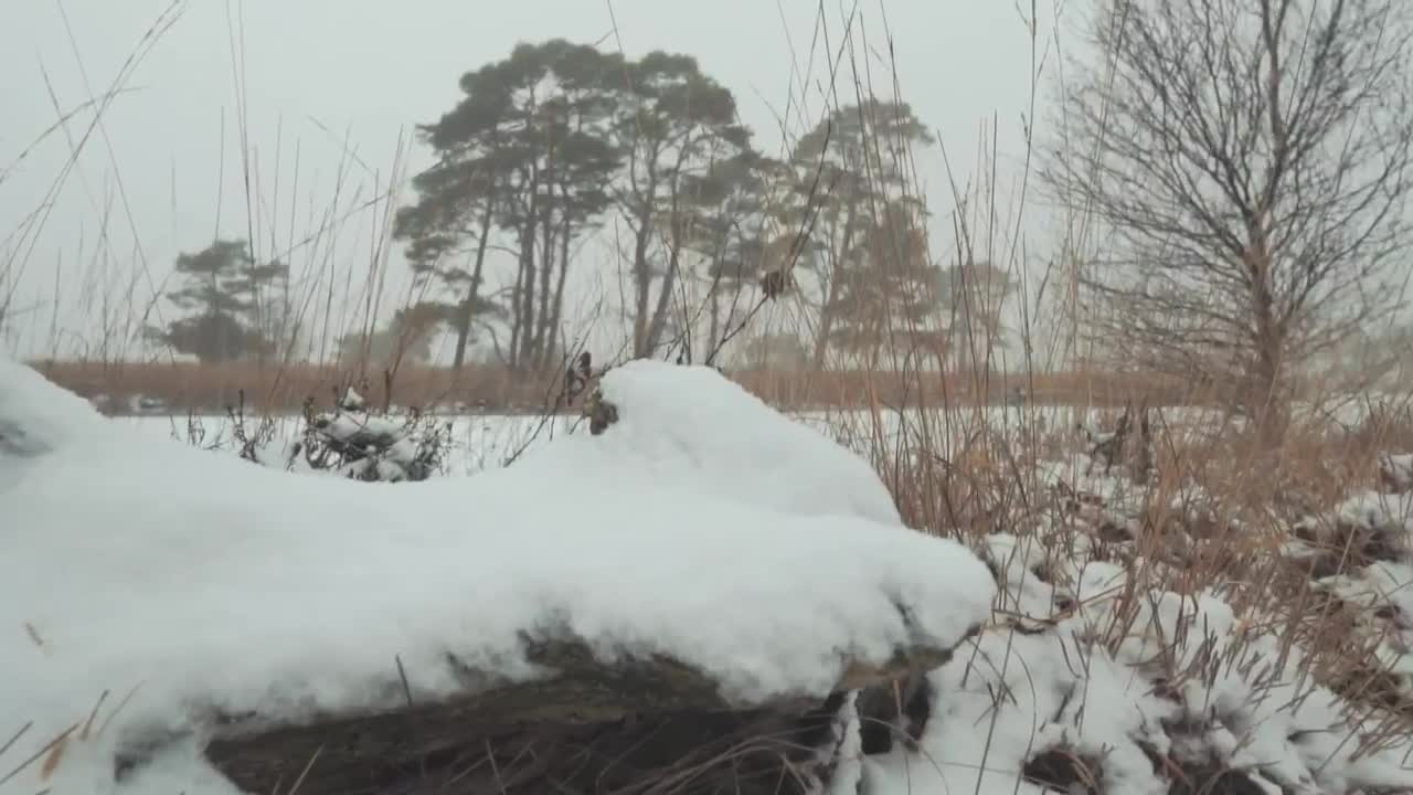 Free Video Stock Snow Covered Forest Live Wallpaper