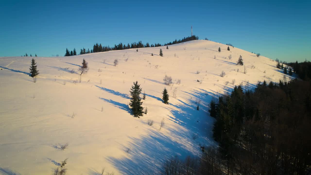 Free Video Stock Snow Covered Pine Forest In A Sunny Morning Live Wallpaper