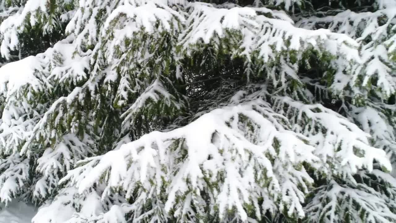 Free Video Stock Snow Covered Road By A Winter Forest Live Wallpaper