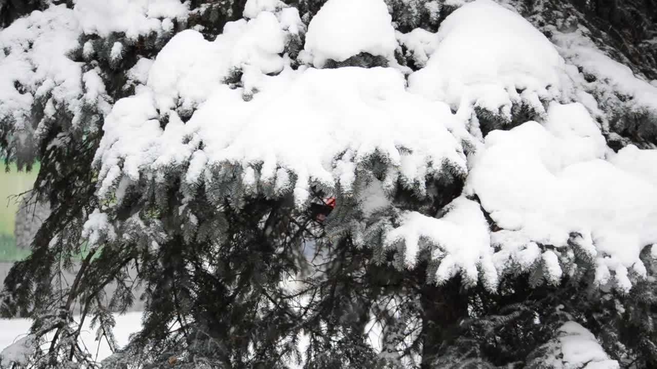 Free Video Stock Snow Covering A Forest Live Wallpaper