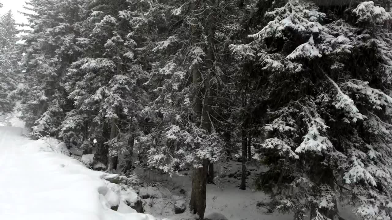 Free Video Stock Snowing In The Pine Forest Live Wallpaper