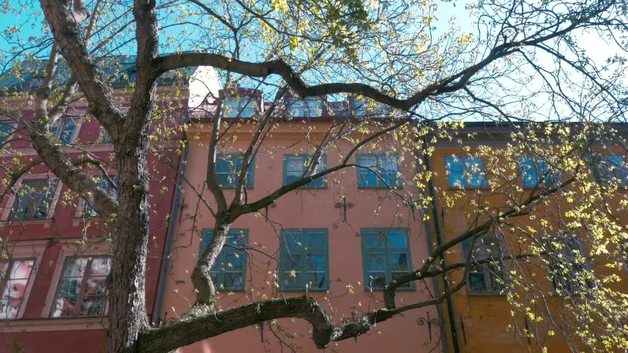 Free Video Stock Spring Leaves On A Tree Live Wallpaper