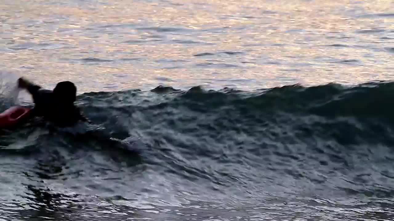 Free Video Stock swimming in the shallows Live Wallpaper