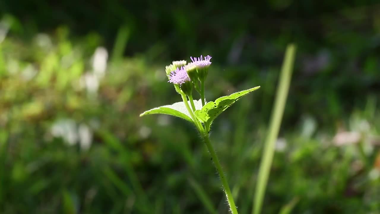 Free Video Stock tall purple flower Live Wallpaper