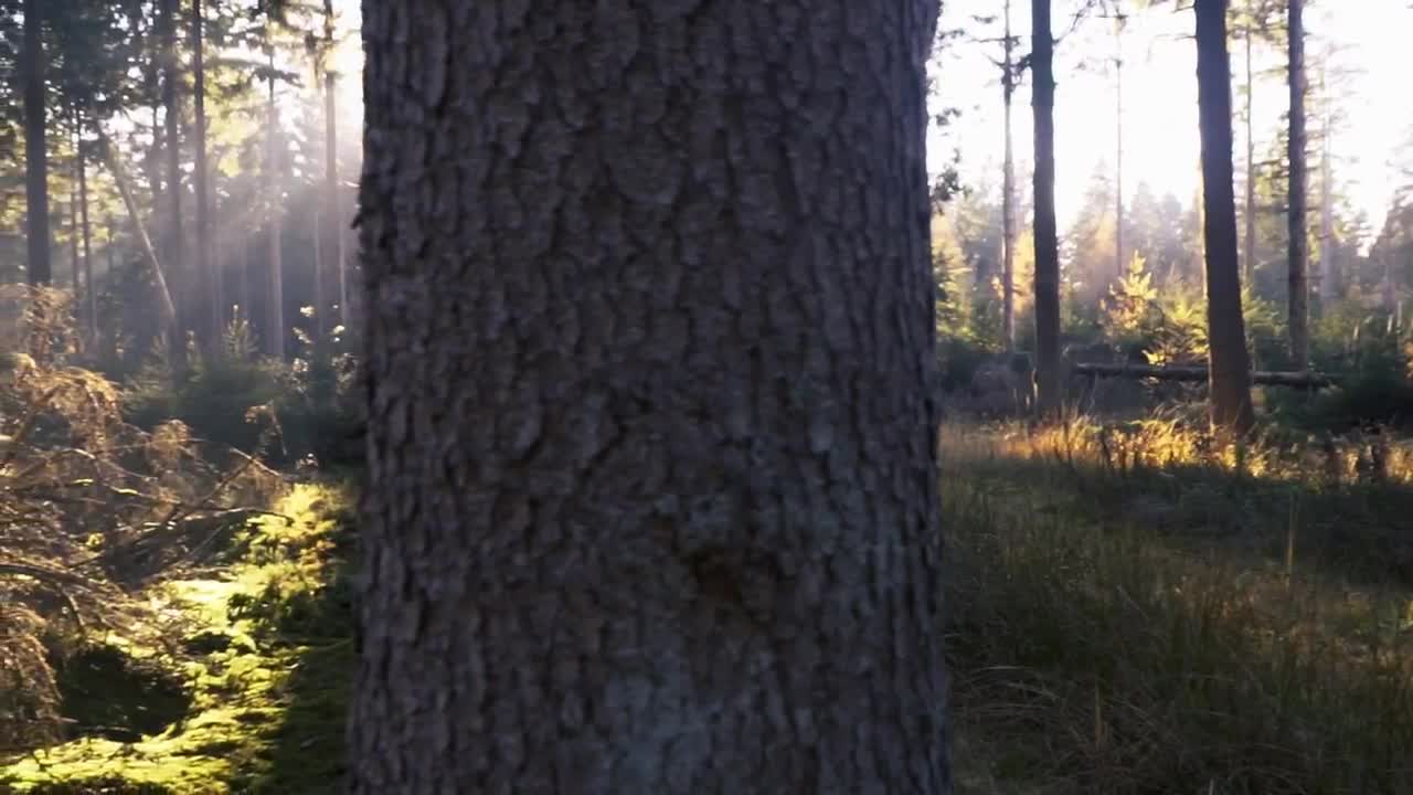 Free Video Stock the suns rays in the forest Live Wallpaper