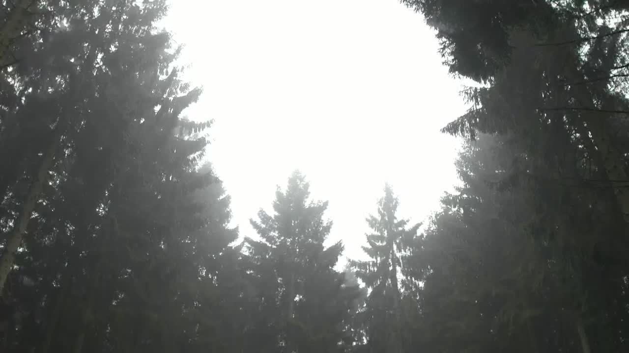 Free Video Stock thick flora in a forest Live Wallpaper