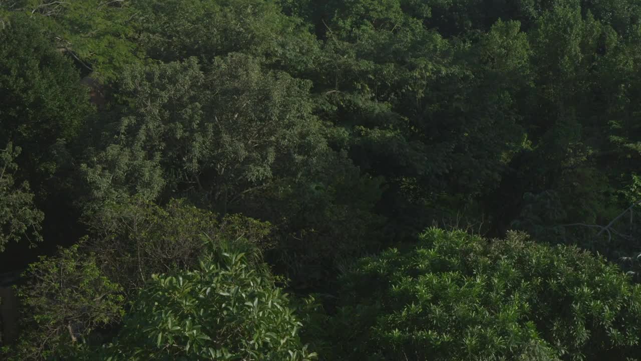 Free Video Stock tight forest canopy Live Wallpaper