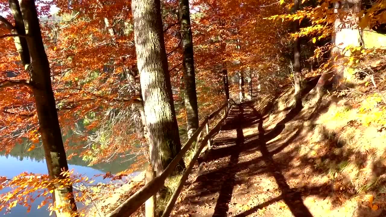 Free Stock Video Walking Through A Forest Path Near The Lake Live Wallpaper
