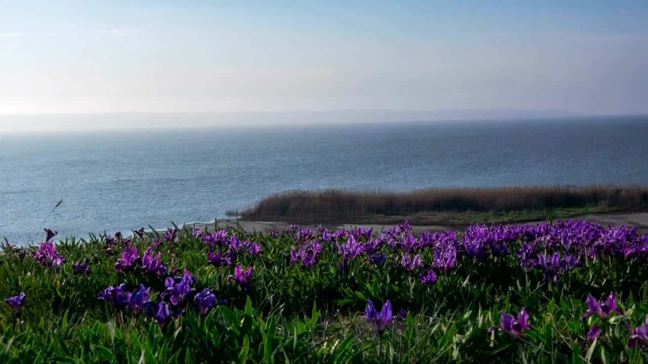 Free Stock Video Violet Wildflowers Moving In The Wind Live Wallpaper