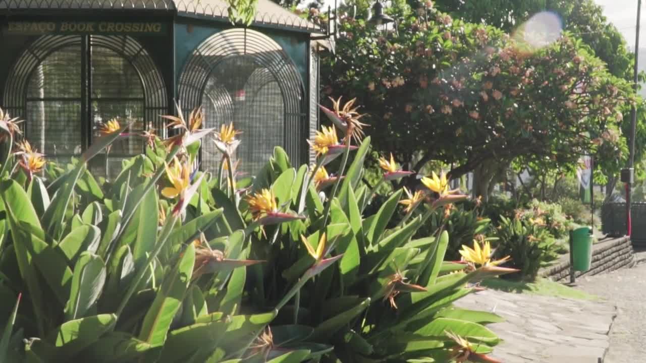 Free Stock Video Twirling Bokeh Transition Live Wallpaper