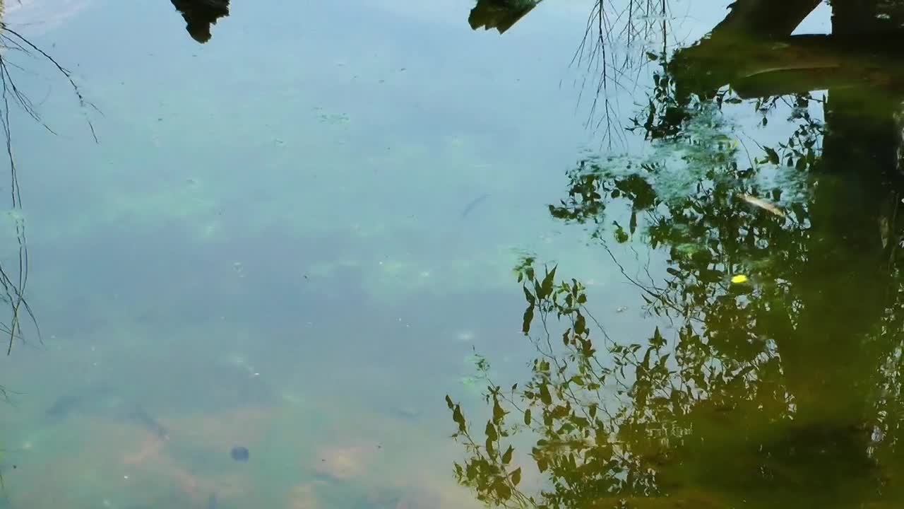 Free Stock Video Turtle Family On A Log In The Lake Live Wallpaper