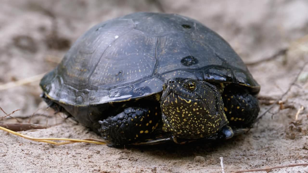 Free Stock Video Turtle Breathing Relaxed Live Wallpaper
