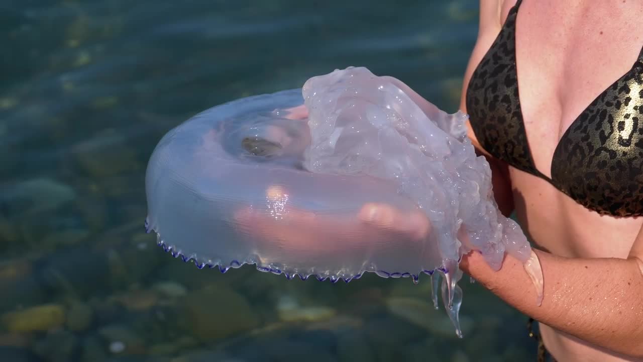 Free Stock Video Woman Holding A Large Jellyfish Live Wallpaper