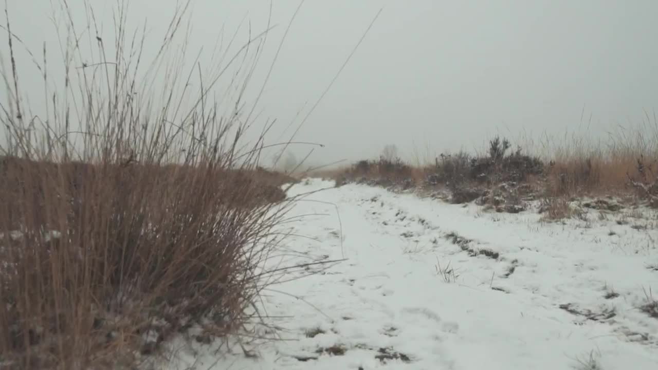 Free Stock Video Winter Forest Live Wallpaper