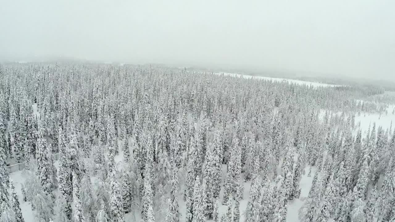   Stock Footage Winter Forest And Deep Snow Live Wallpaper