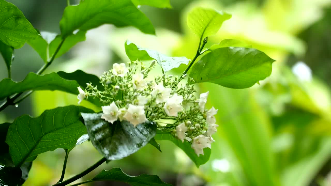   Stock Footage Wildflowers After The Rain Live Wallpaper