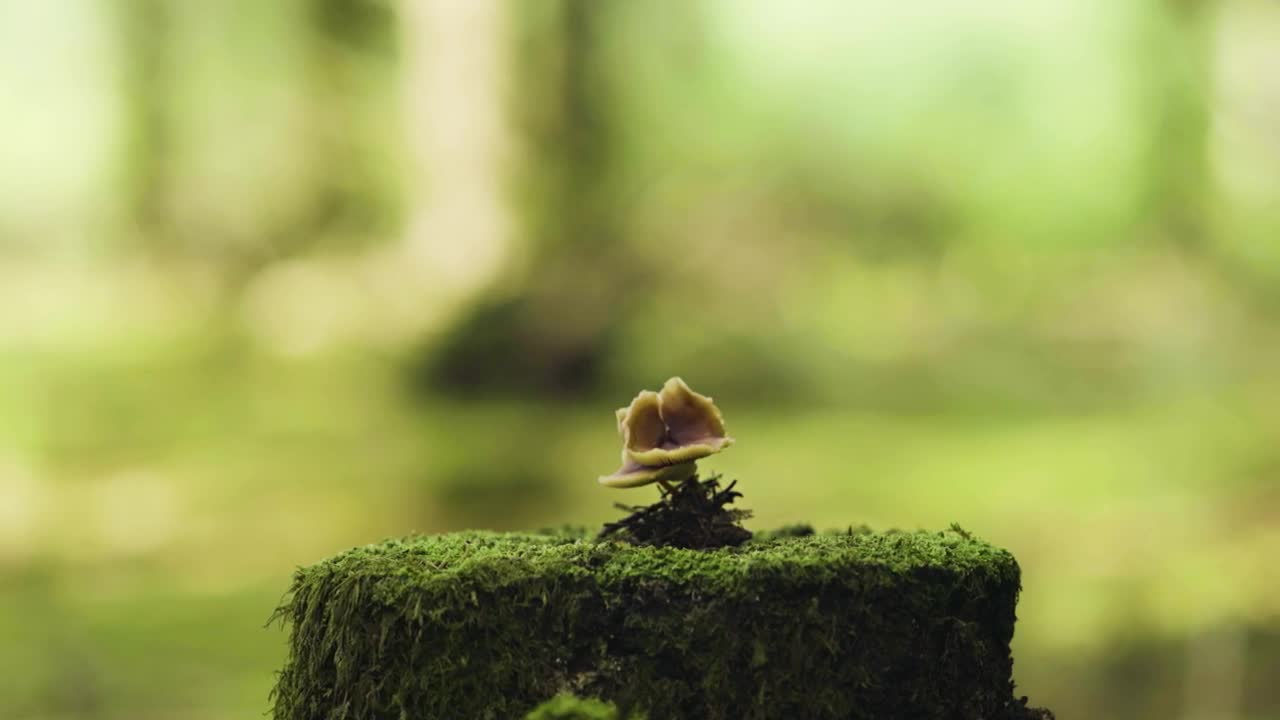   Stock Footage Wild Moss And Mushroom Live Wallpaper