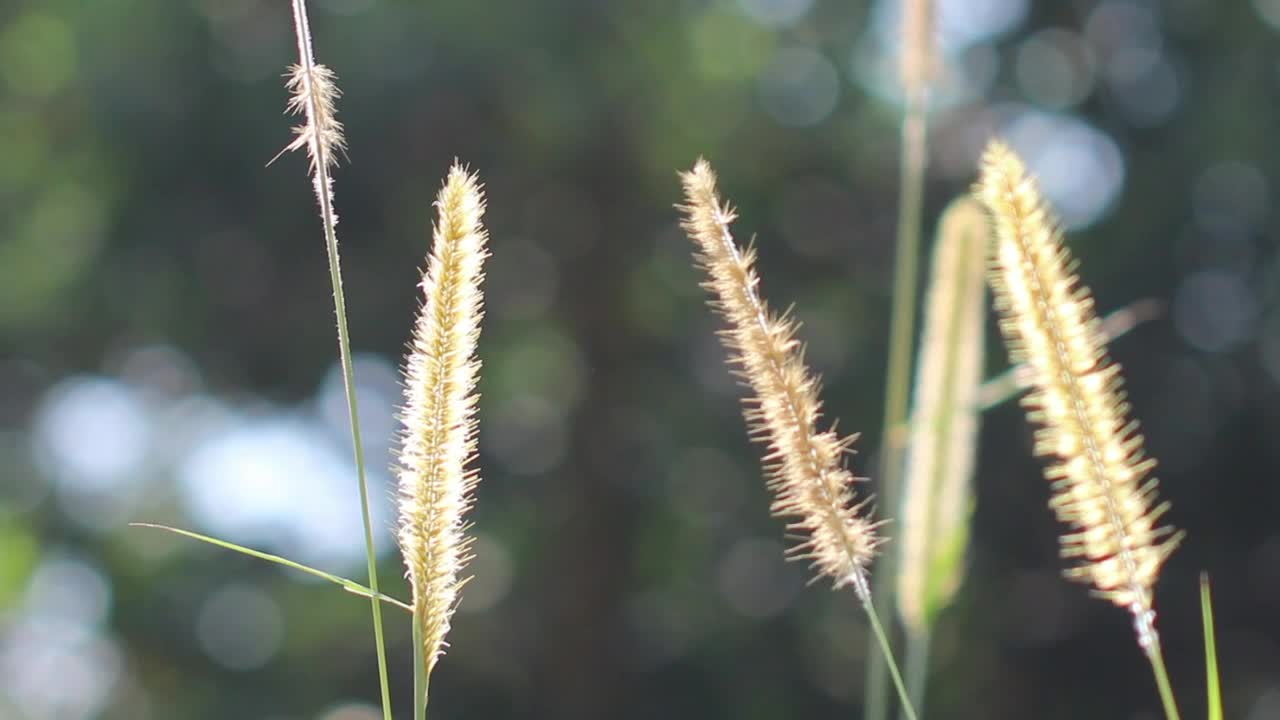   Stock Footage Wild Grass In The Breeze Live Wallpaper