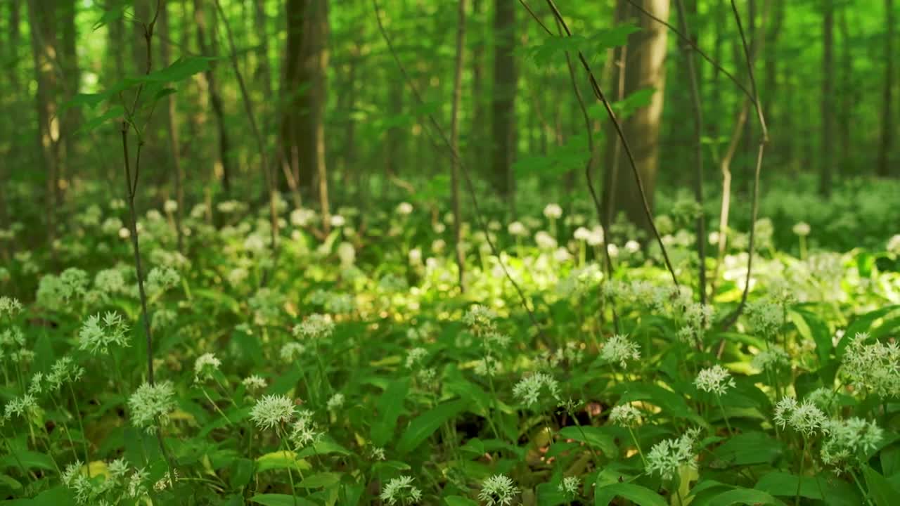  Stock Footage Wild Flowers Blooming Live Wallpaper