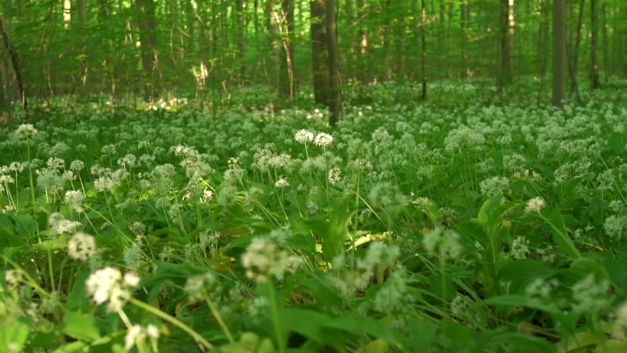   Stock Footage Wild Flowers And Grass Live Wallpaper