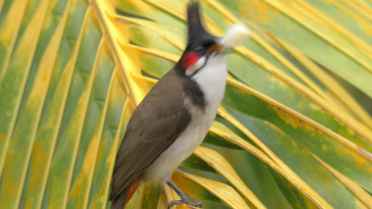   Stock Footage Wild Bird Eating Bread Live Wallpaper