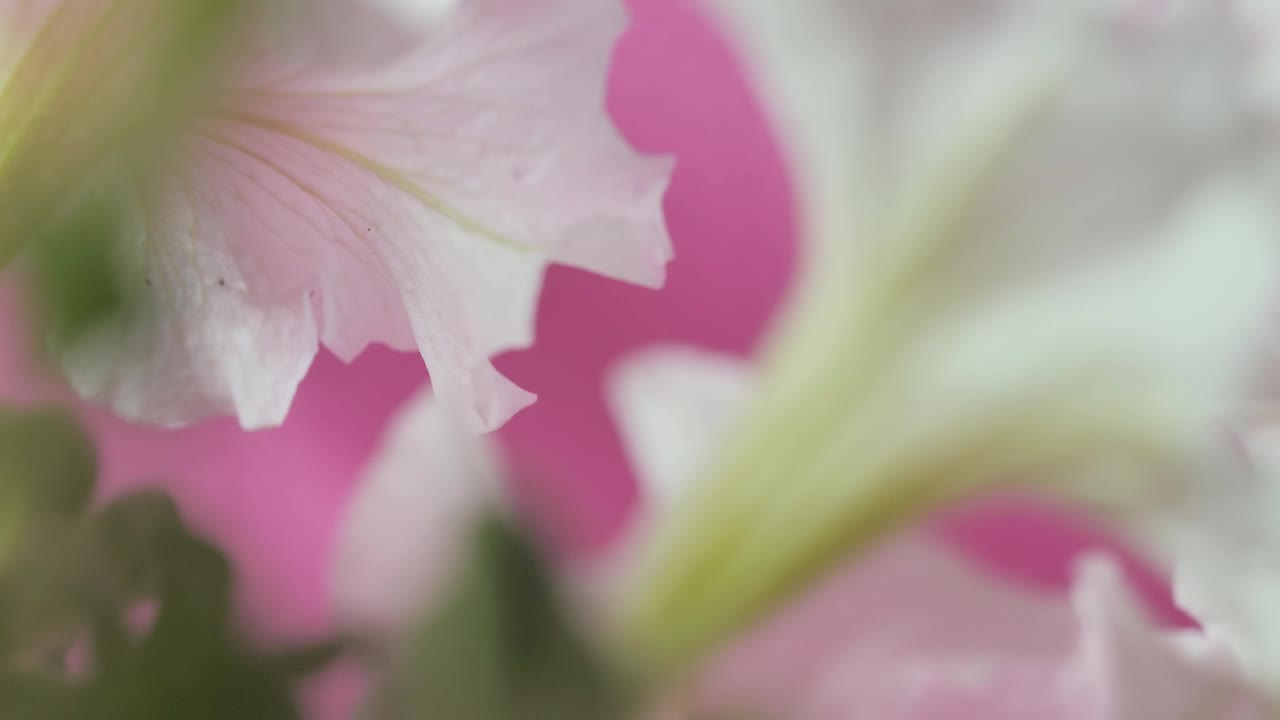   Stock Footage White Flowers From Behind Live Wallpaper