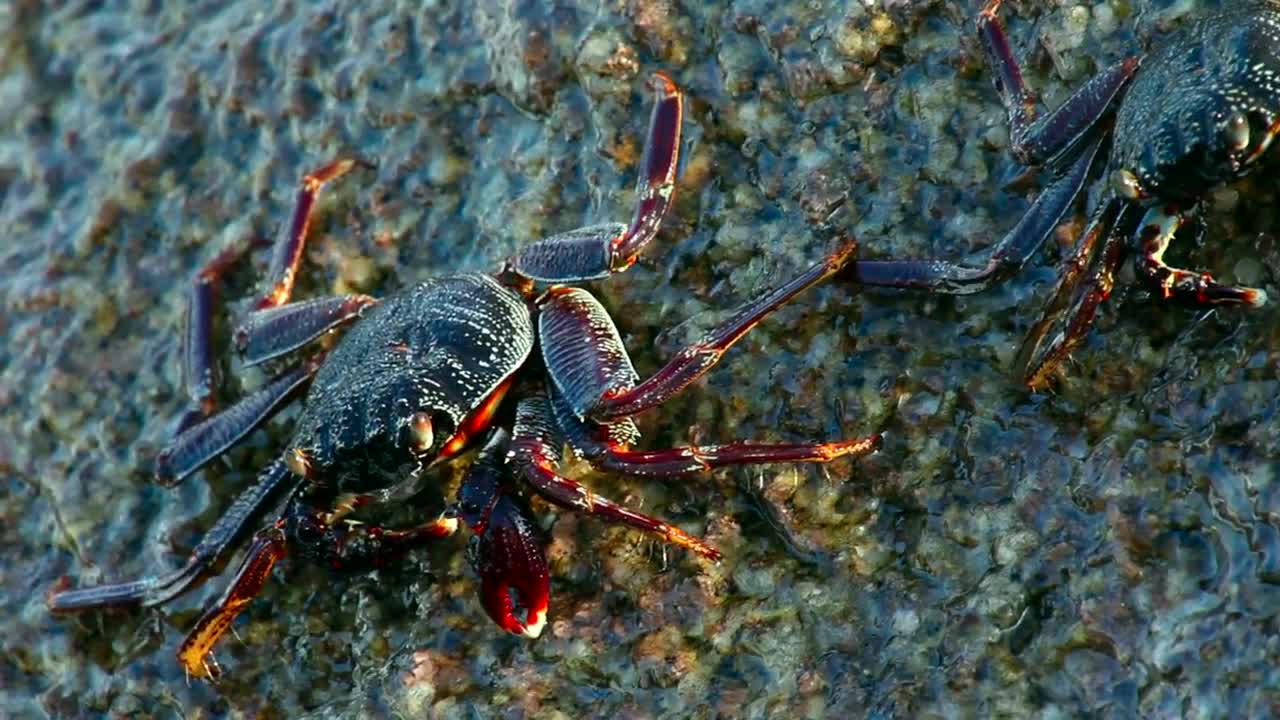   Stock Footage Waves Crashing On A Rock With Crabs Live Wallpaper