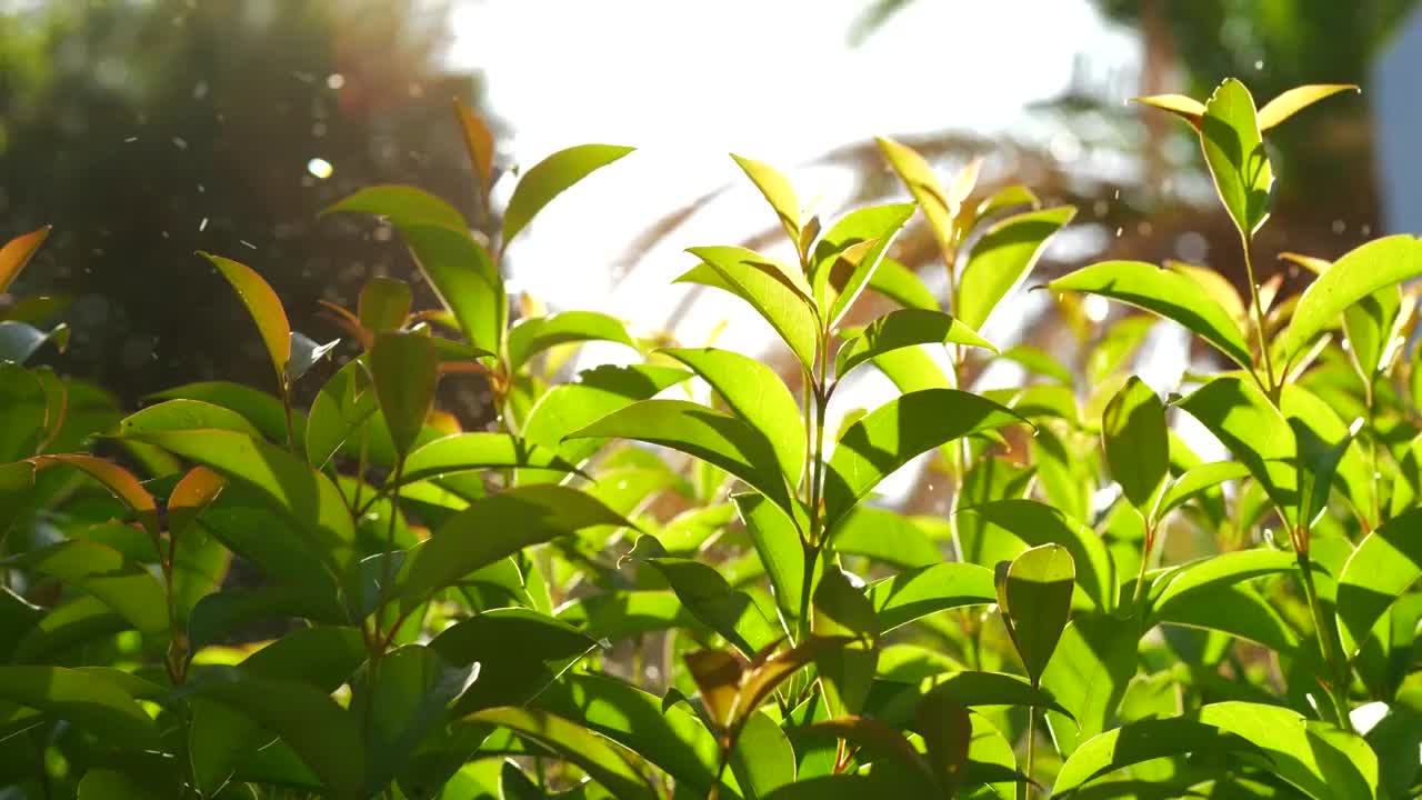   Stock Footage Watering Plants In A Small Garden Live Wallpaper