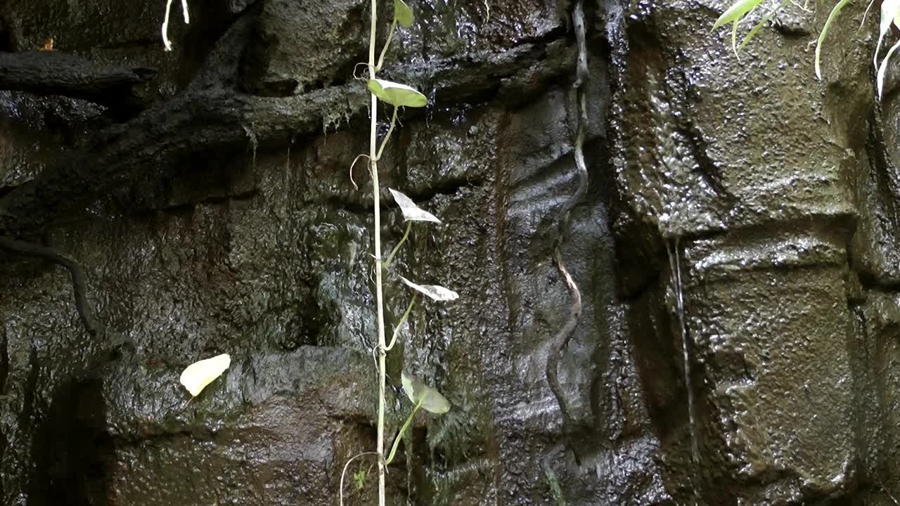   Stock Footage Water Trickling Down A Rock Wall Live Wallpaper