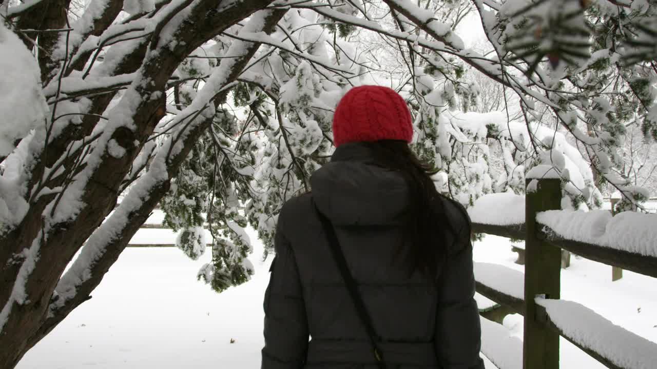   Stock Footage Walking Under Snow Covered Trees Live Wallpaper