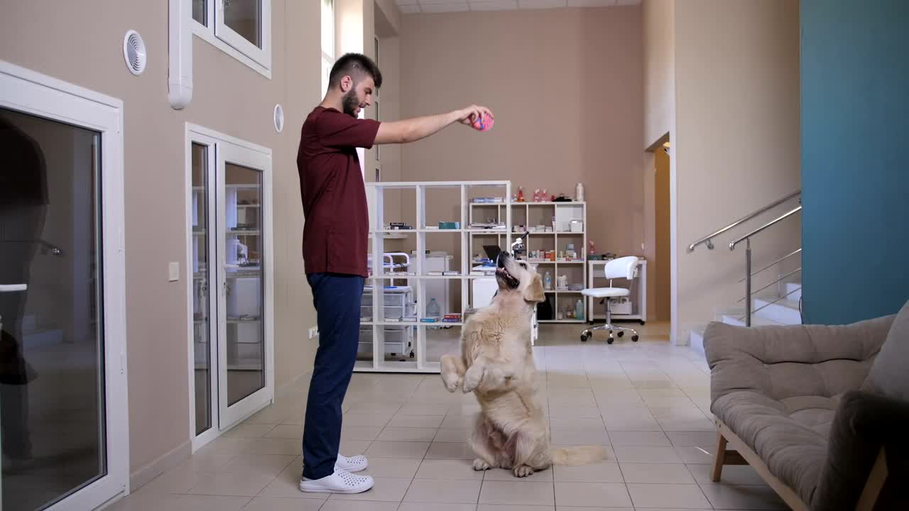   Stock Footage Vet Playing With A Patient Live Wallpaper