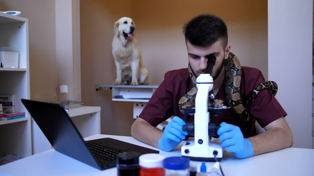   Stock Footage Vet And His Snake Working On A Laptop Live Wallpaper
