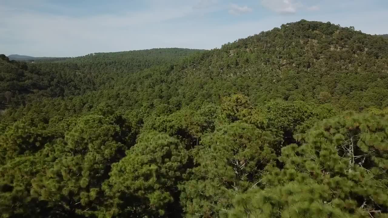   Stock Footage Treetops On A Hill Live Wallpaper