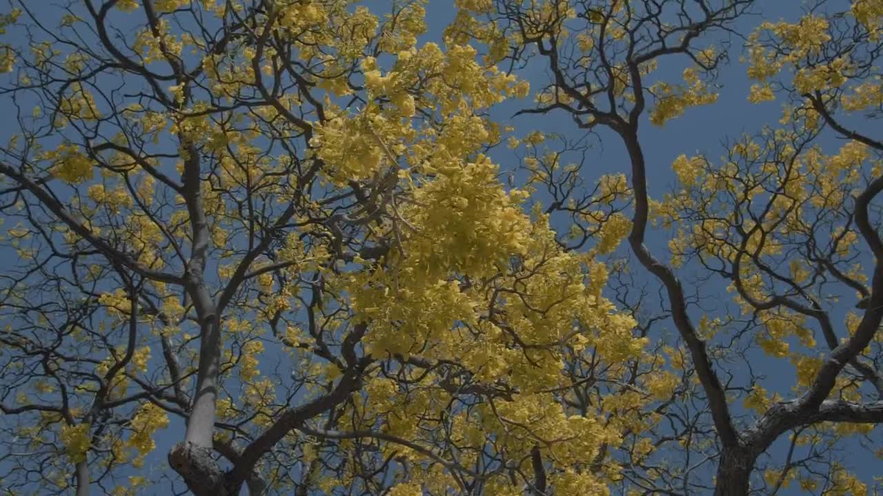   Stock Footage Tree With Yellow Leaves On An Autumn Afternoon Live Wallpaper
