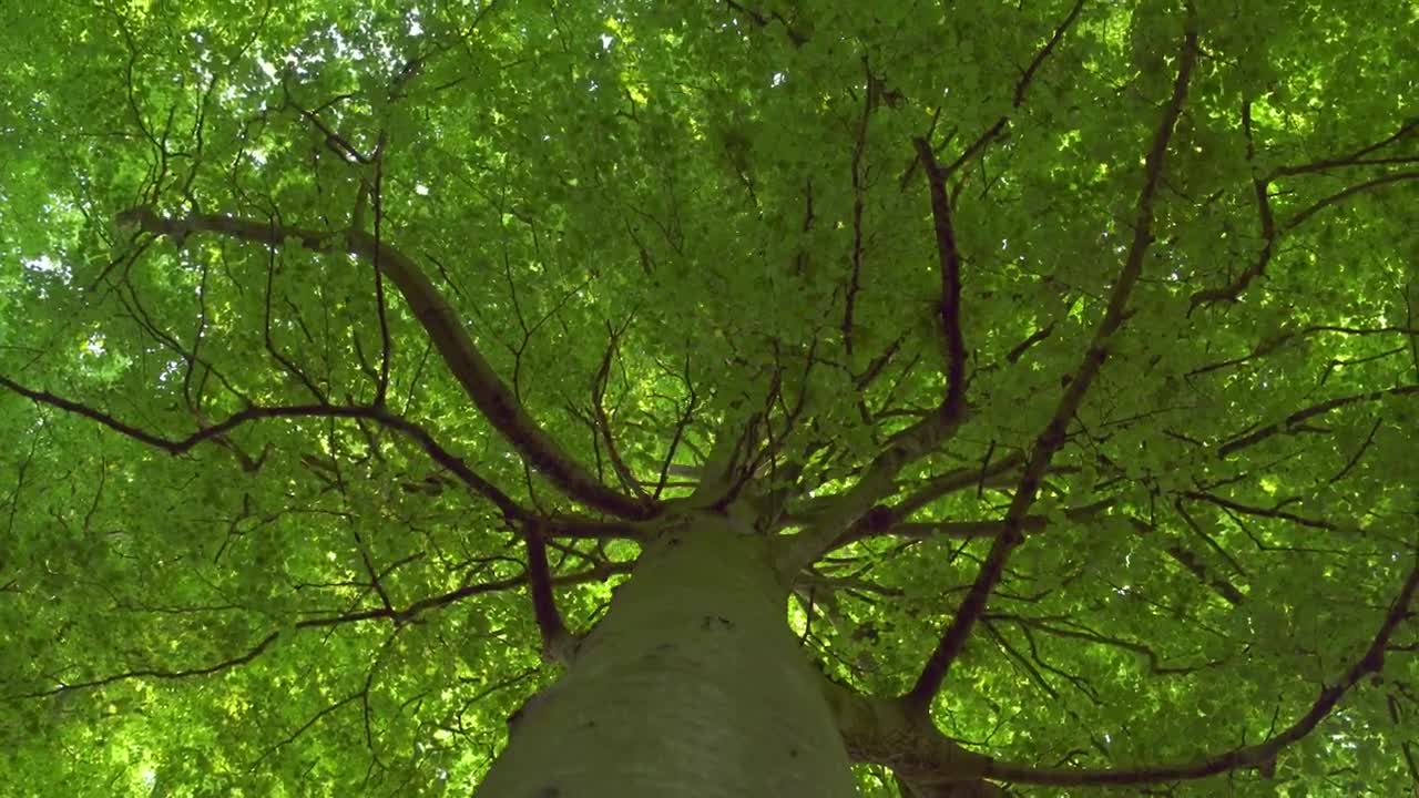   Stock Footage Tree Branches Live Wallpaper