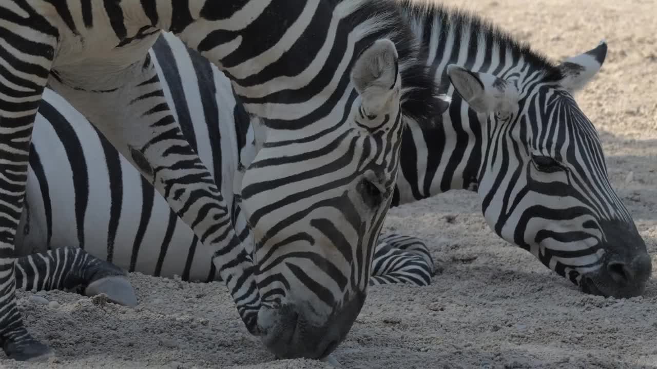 Stock Footage Zebras Together In A Zoo Live Wallpaper Free