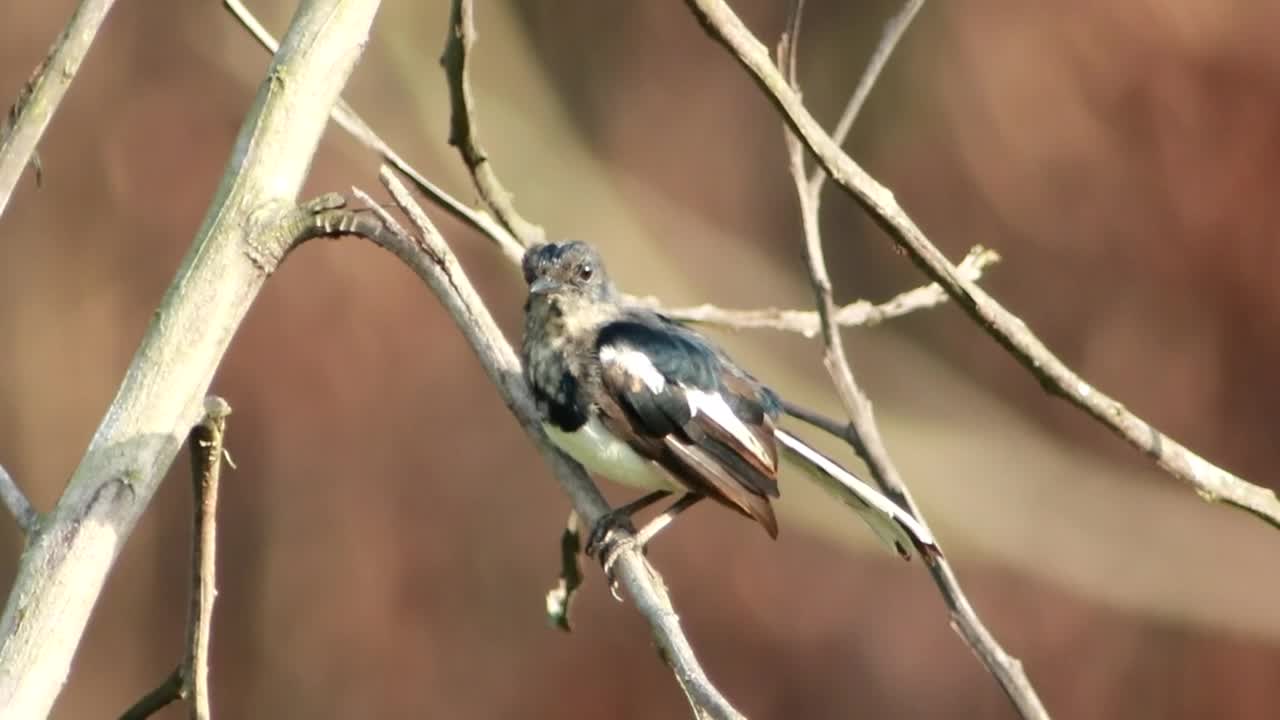 Stock Footage Young Magpie Alone On A Tree Live Wallpaper Free