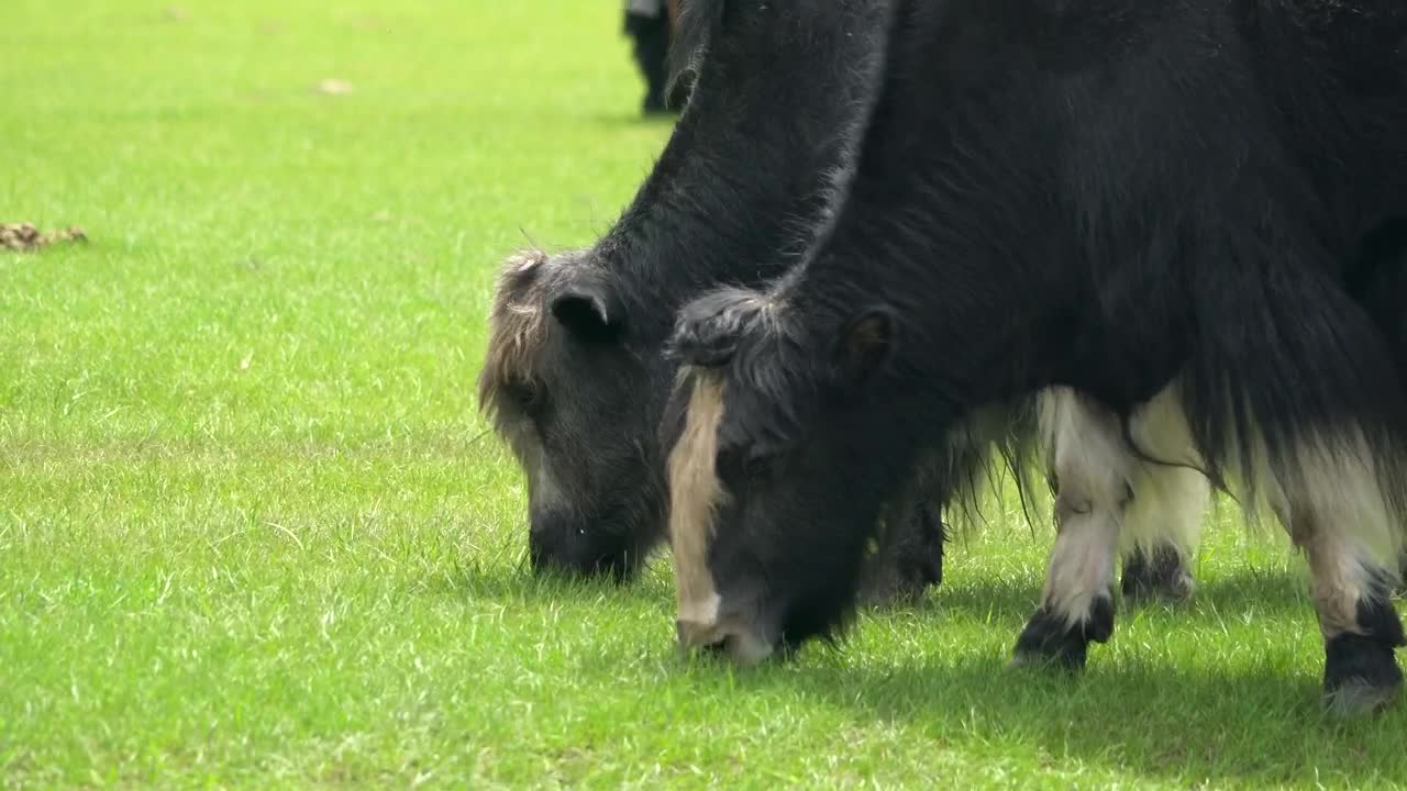 Stock Footage Yaks Grazing In The Field Live Wallpaper Free